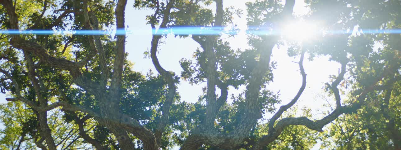 The sun is blazing through the tree tops