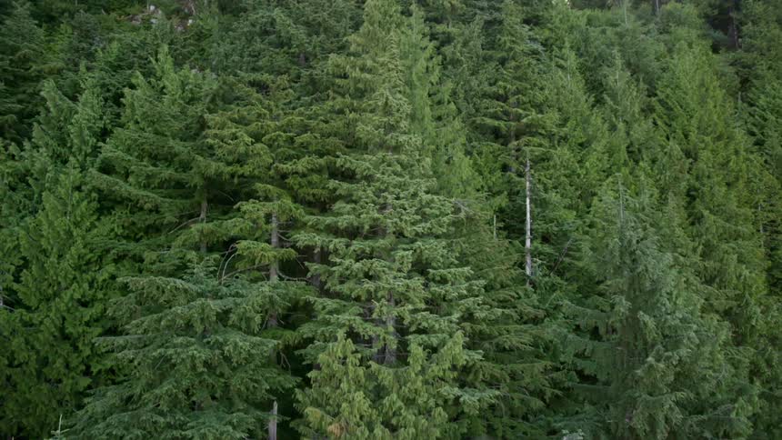 Aerial view of a forest is displayed in spring