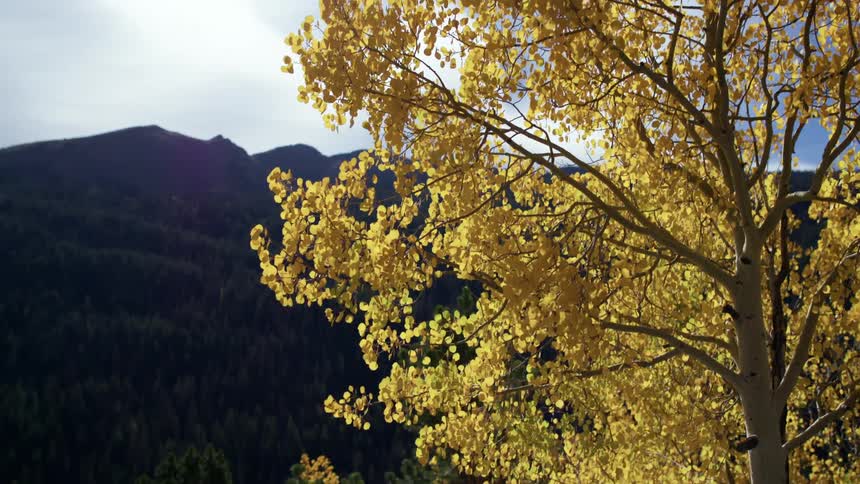 Autumn tree with brown leaves sways in the wind with high mountains in the background