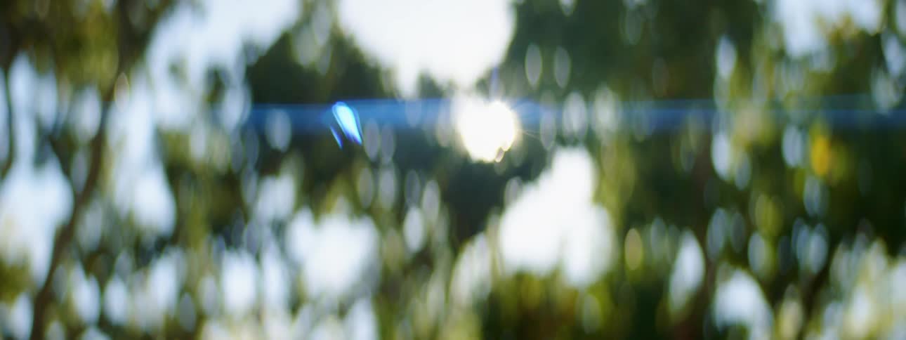 Sunlight shining through tree branches covered in green leaves