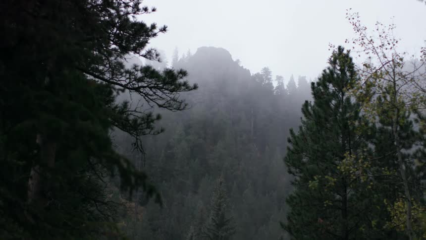 Foggy mountain forest covered with trees and plants
