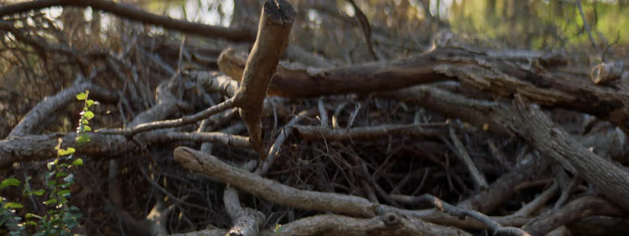 Pile of sticks in forest