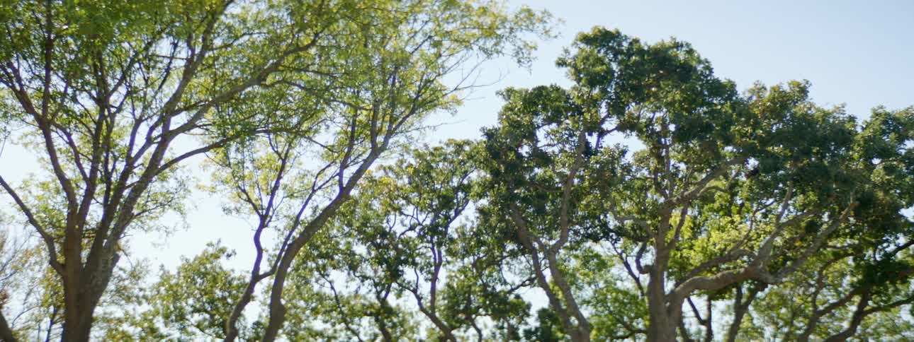The foliage of a group of trees on a sunny day