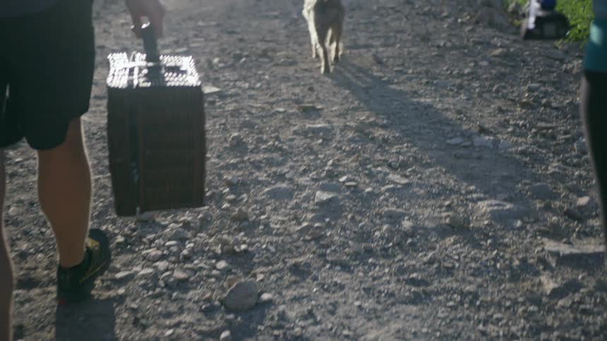 A man and woman walking a dog outside