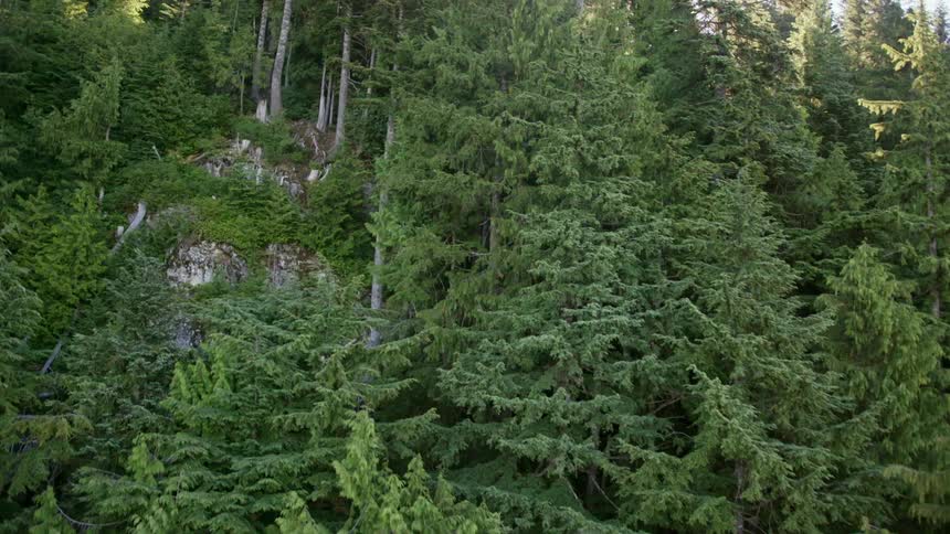 A thick forest covers the rocky slope of a mountain on a sunny day