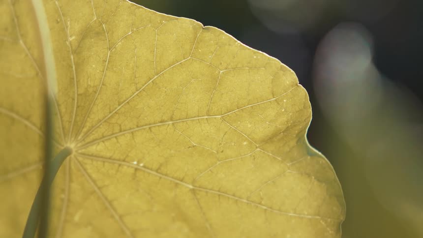 Close up of a leaf on a stem