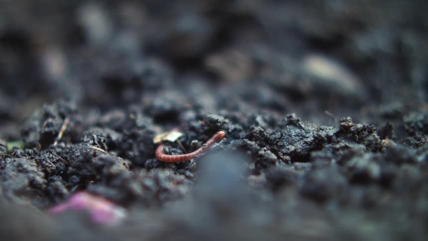 Earthworm burrows through dark dirt