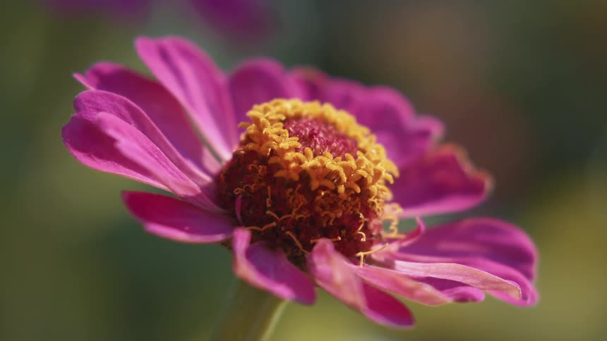 A flower with pink petals in full bloom on a sunny day