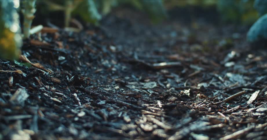 A row of soil covered in twigs and dead plant matter surrounded by plants in a field during the day