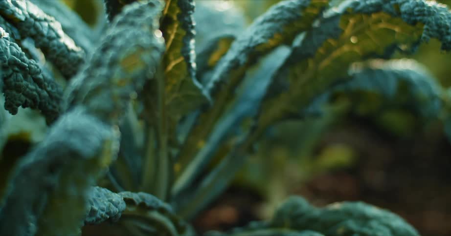 Lettuce growing in a garden