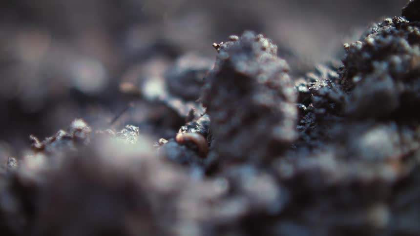 A small worm crawls in the dirt