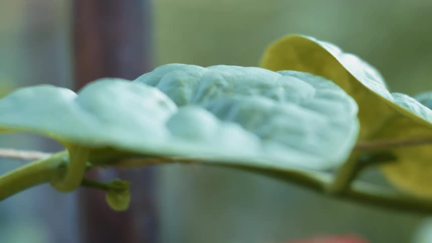 Winged insect on leaf crawls backwards out of sight