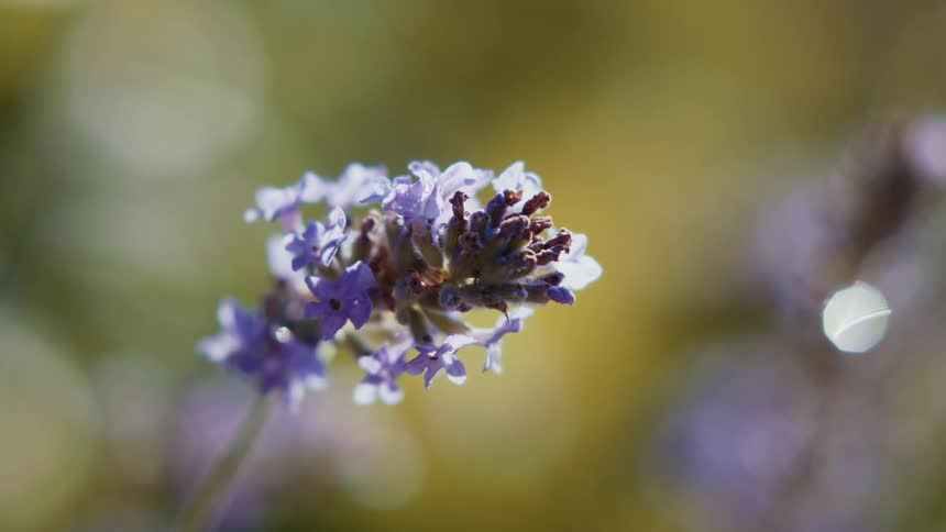 The wind is blowing the flower on the field