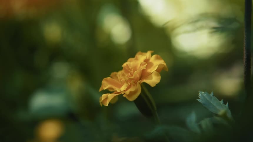 A small yellow flower grows on a large green bush