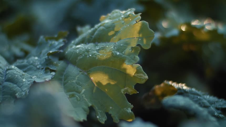 A green leaf covered in water droplets outdoors during the day