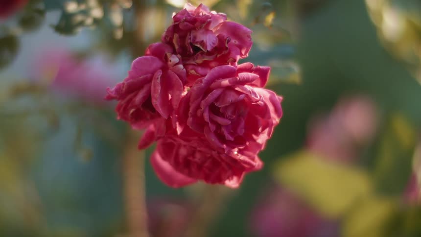 A blooming pink flower on a sunny day