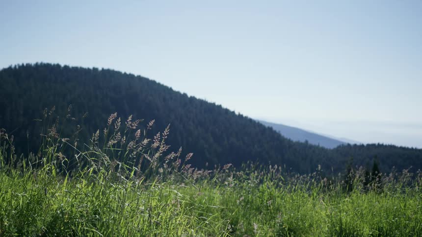 Tall weeds sway in a meadow near tree covered hills