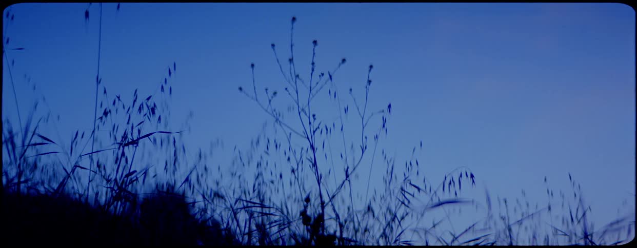 Boulder sits in middle of grassy field and plant stalks contrast against light blue sky