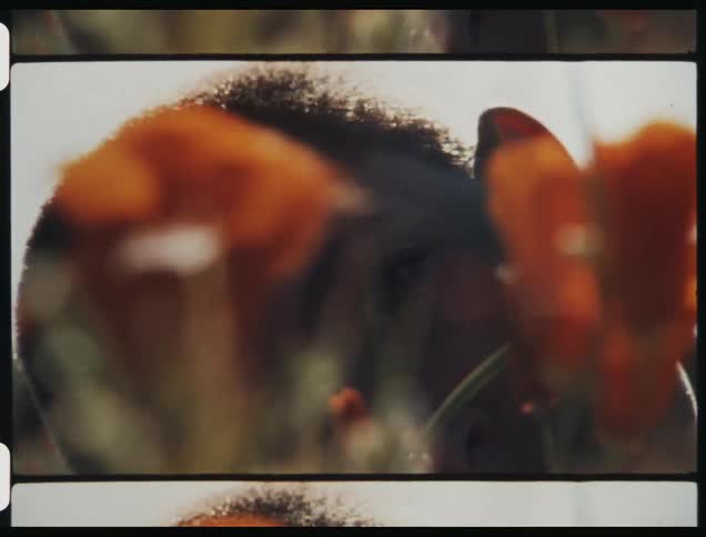 A woman is looking at tulips