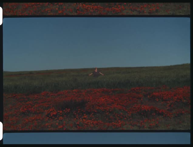 A filmstrip of flowers in a field