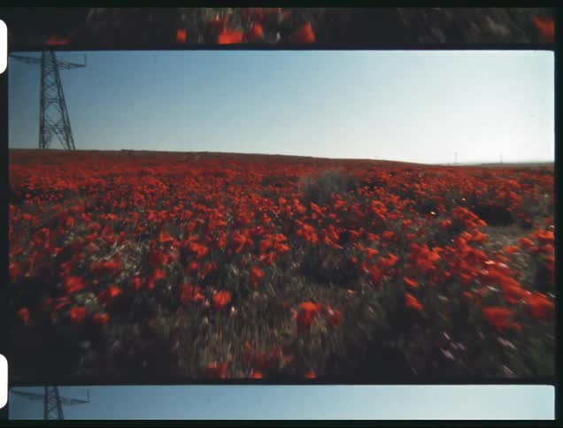 Red wild flowers next to a transmission tower in a field caught on film at sunset