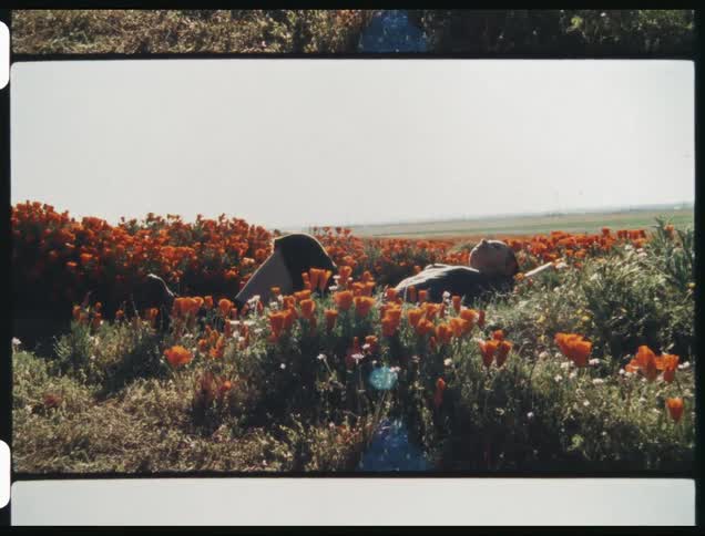 Man lies down among field of flowers on windy day as vehicle drives by