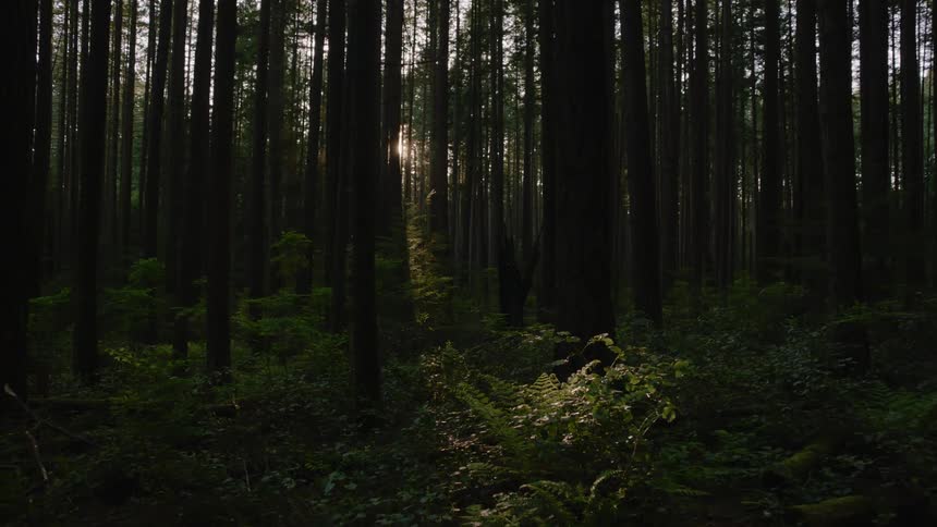 The sun shines through tall green trees in the forest
