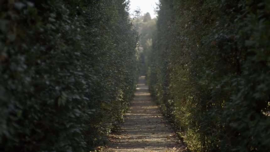 A path through hedges