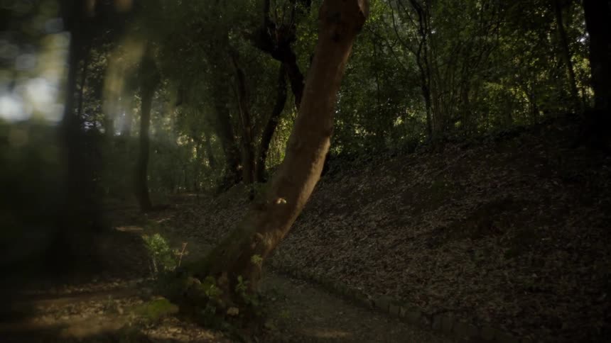 View of a dense forest with many leaves on the ground
