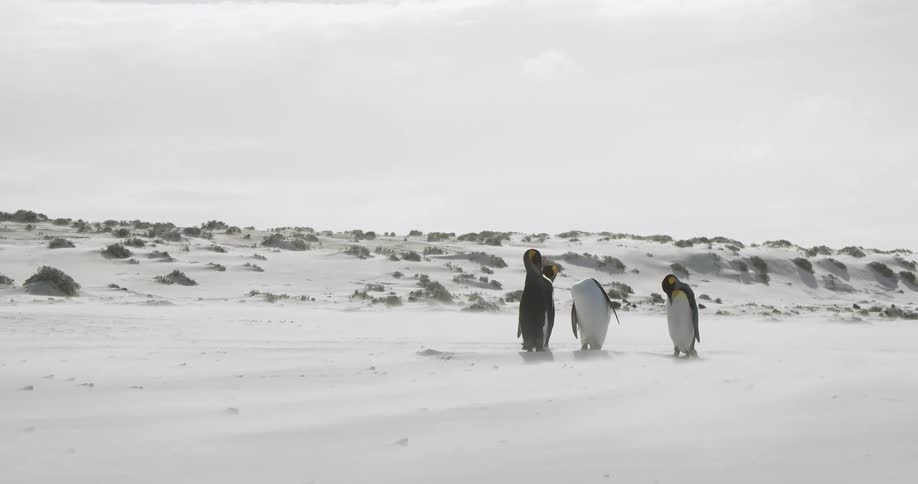 Small group of penguins stand in cluster on snow grooming themselves