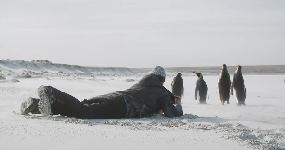 A photographer lies in the snow and crawls after a group of penguins as he attempts to take a good photo