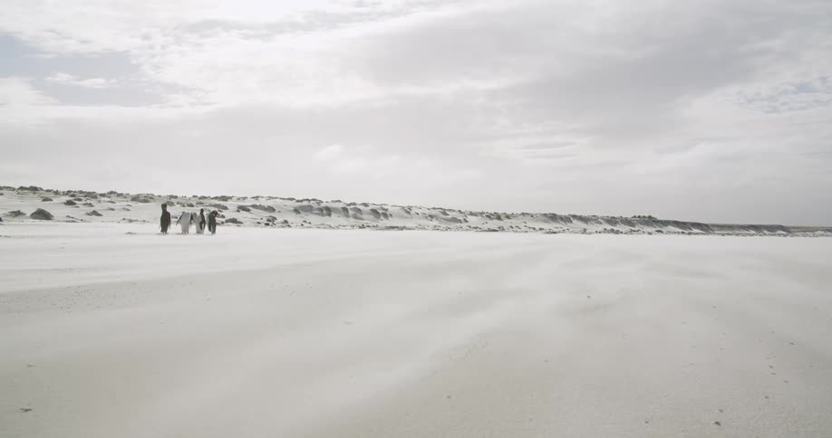 Four penguins stand close together as strong winds snow around them