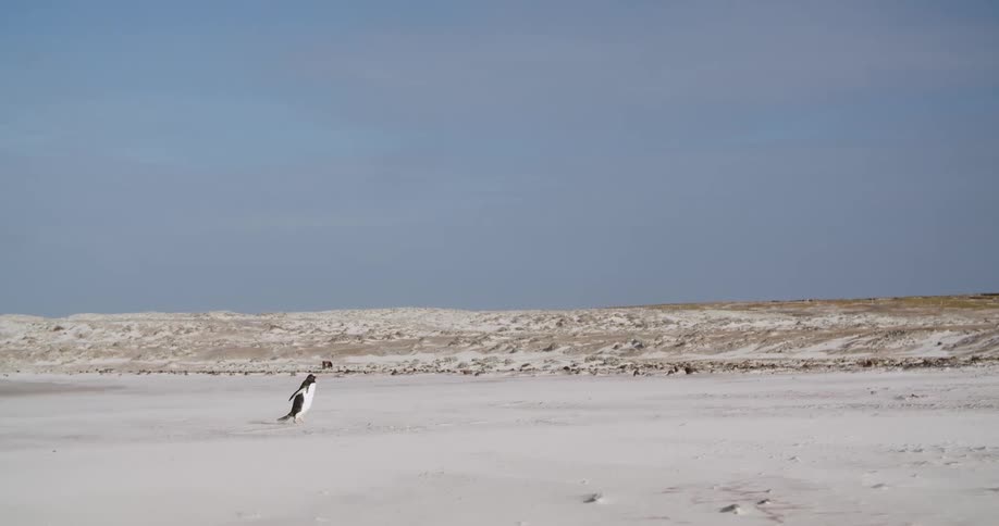 A penguin walks across a vast snow covered flatland on a sunny day