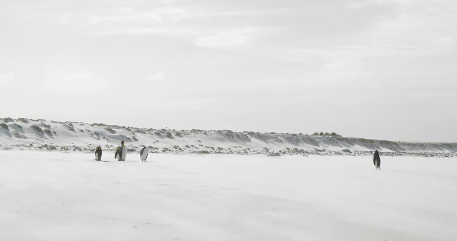 Penguins standing in the snow with the sky and clouds in the background