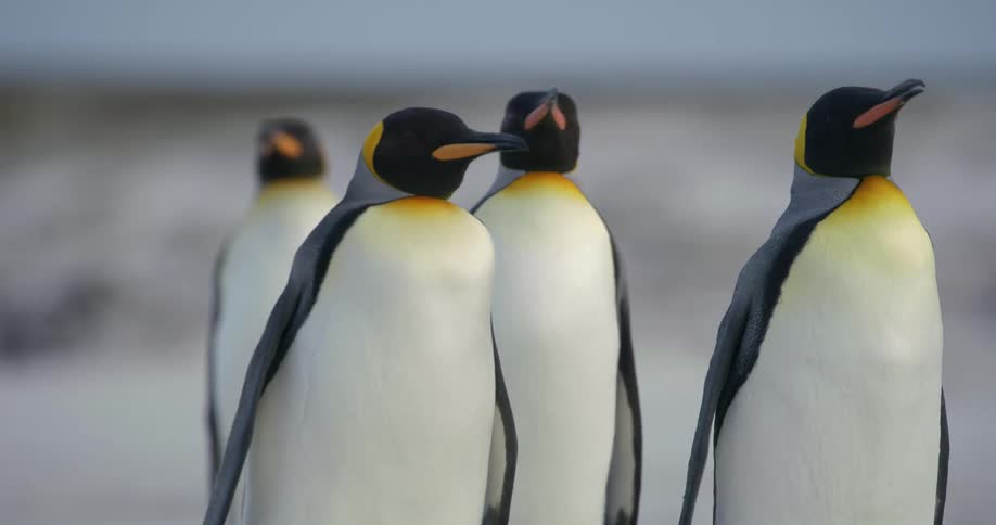 A group of penguins are walking in nature