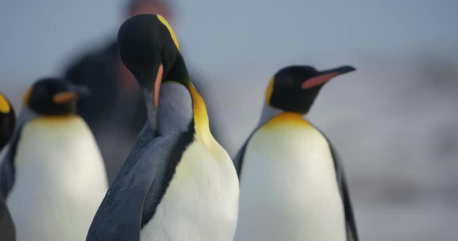A young man taking pictures of penguins