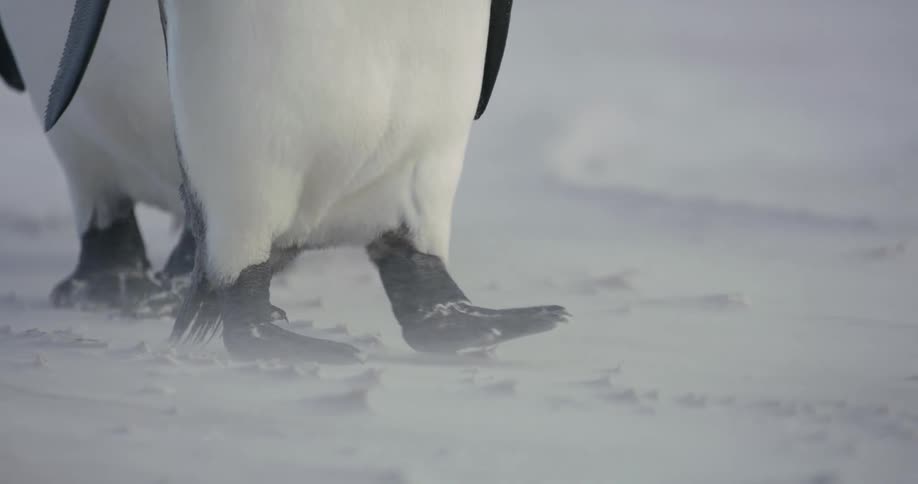 Penguins walk through blowing snow across packed ice