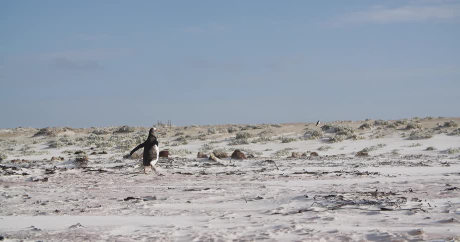 A penguin walking on rocks and snow with the sky and clouds in the background