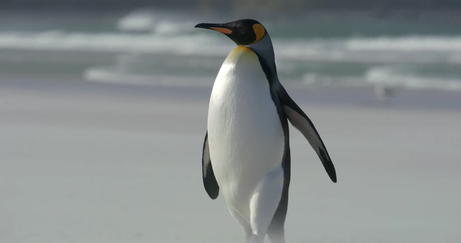 A penguin walking along the shore