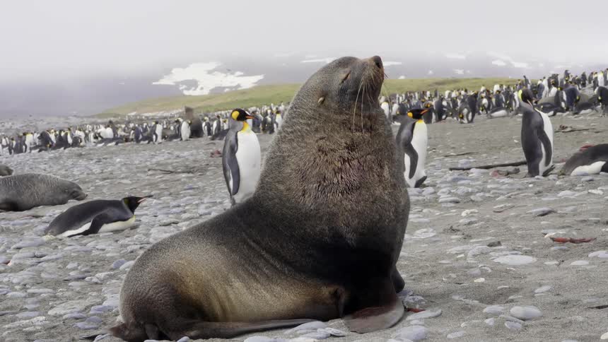 Majestic large seal surrounded by colony of penguins in the arctic