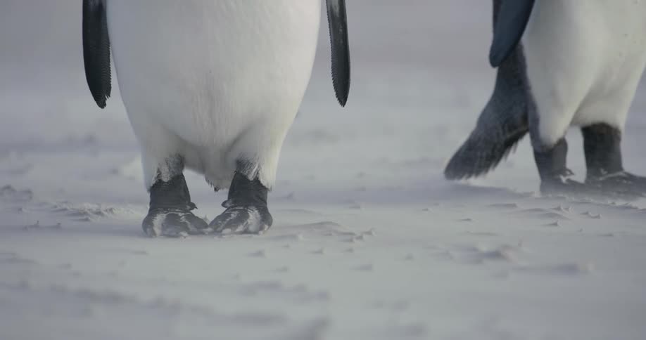 Three black and white penguins walk slowly across white snow with pebbles