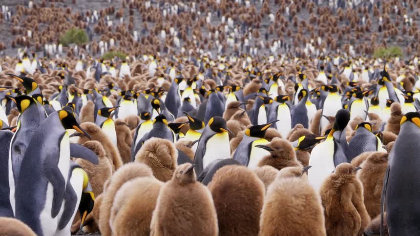 A very large flock of penguins covering the land