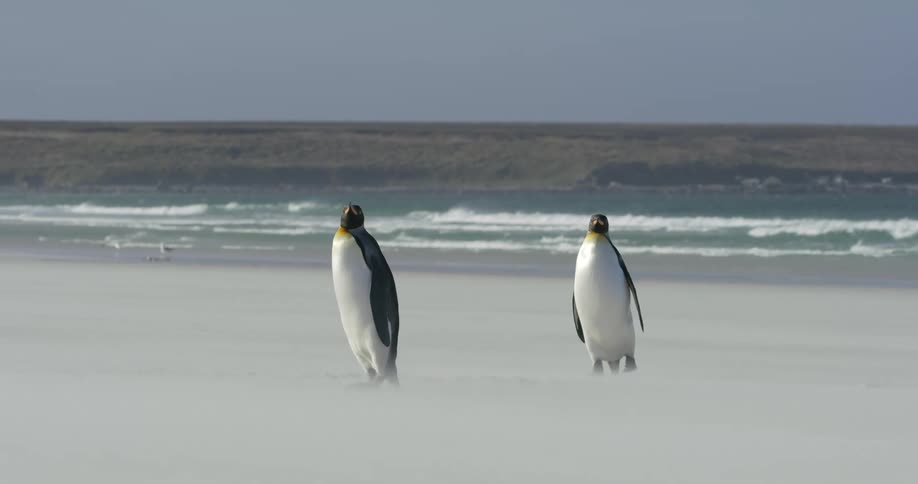 Penguins waddling across the sand near shoreline at the beach