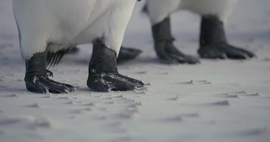 Several penguins walk across the snow