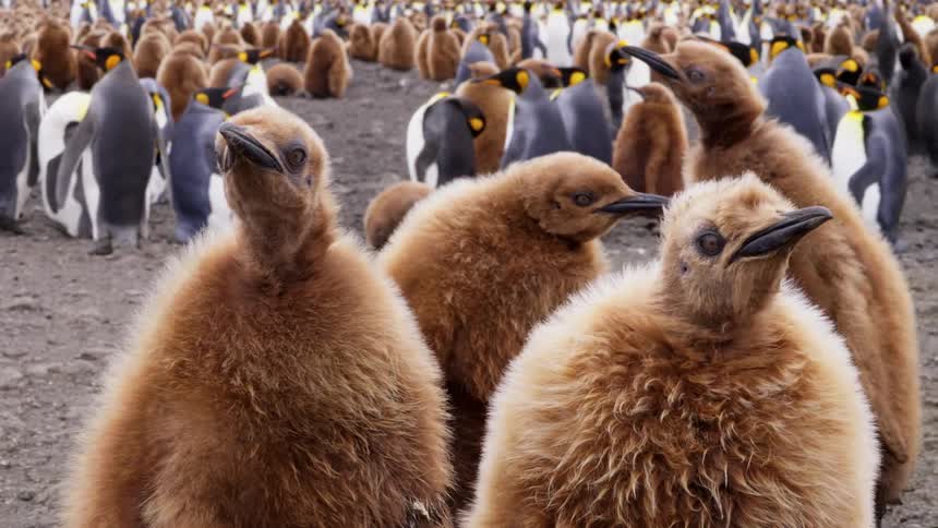 Penguin adults and fuzzy chicks stand around in crowded flock