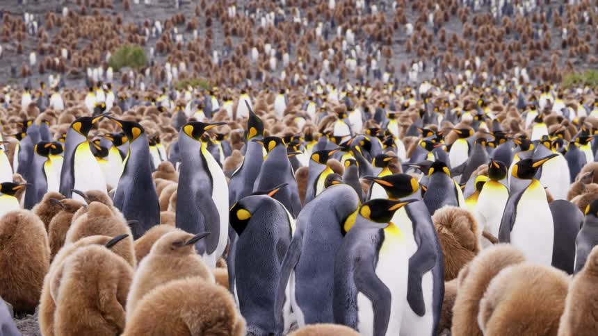 Hundreds of king penguins and their chicks stand close together in the water