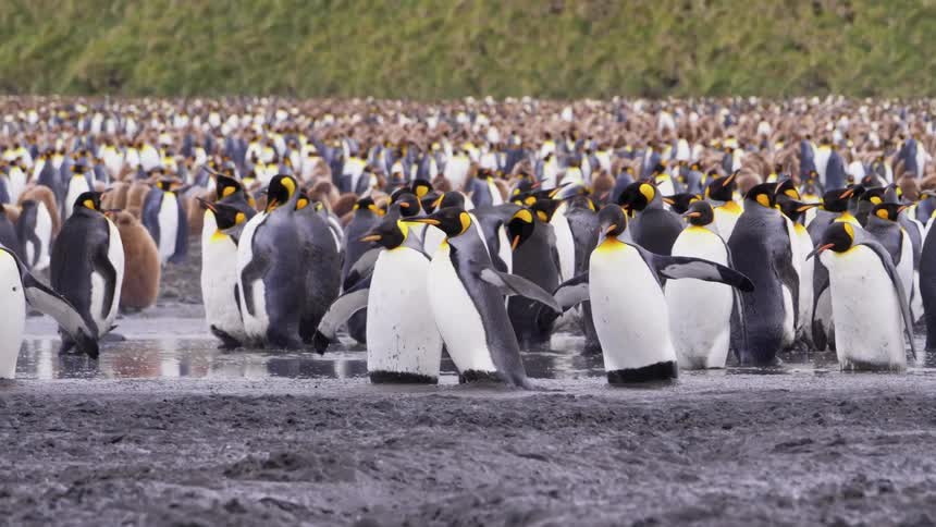 A colony of penguins stands and walks through a muddy field