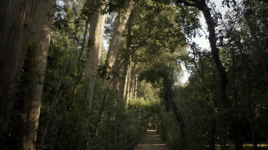 A path runs in the middle of a forest
