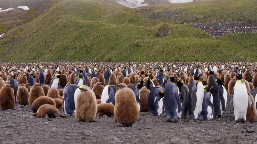 Hundreds of penguins stand together on a flatland below a tall range of hills