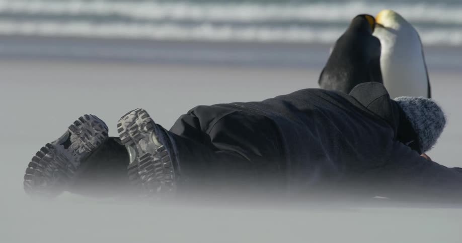 Man stealthily crawls across ice to approach two penguins on shore with waves crashing in background